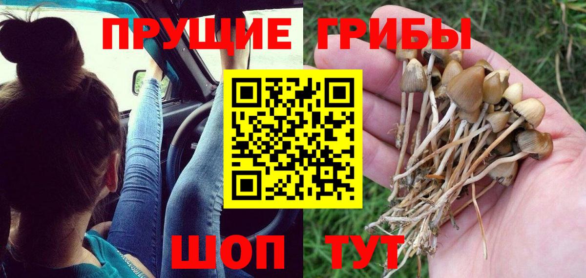 Псилоцибиновые грибы Psilocybe Жуковский